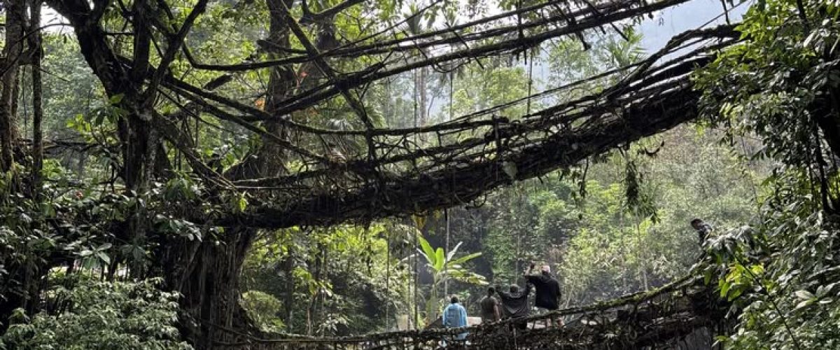Living root bridges of Meghalaya